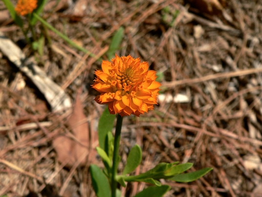 {Polygala lutea}